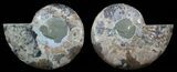Polished Ammonite Pair - Cyber Monday Deal! #51752-1